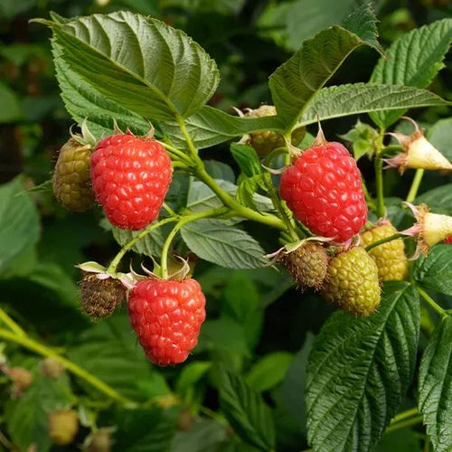 Yummy Raspberry Fruit on the Bush