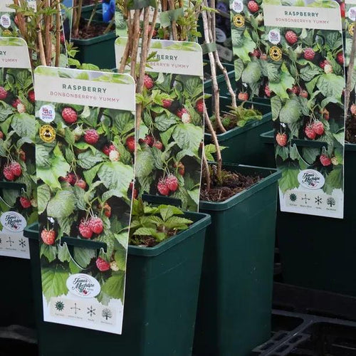 Yummy Raspberry Plants 3 Litre Pots