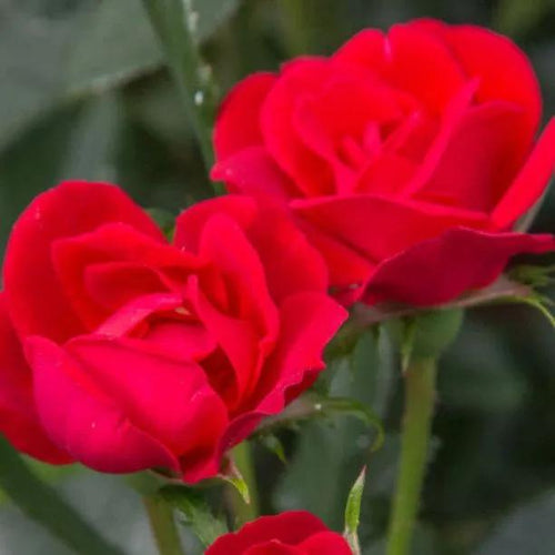 Zepeti Patio Rose Flowers