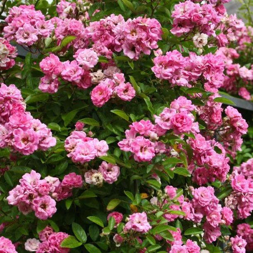 Zephirine Drouhin Rose Flowers