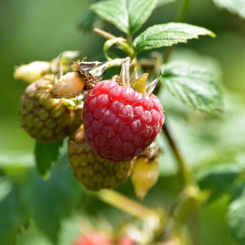 Zeva Raspberry Fruit on the Bush