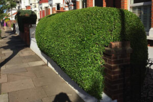 privet hedge