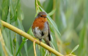 Red robin