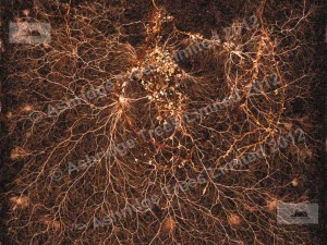 mycorrhizae-and-roots