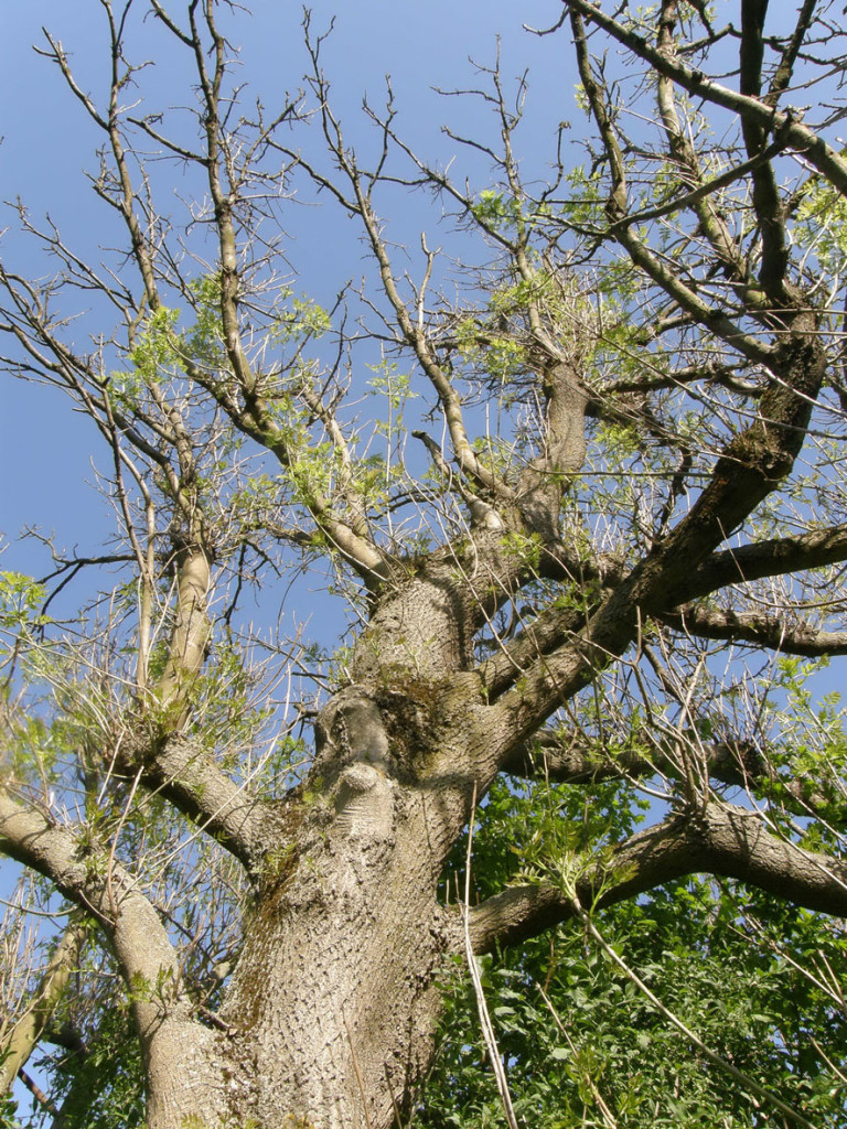 Big old Ash tree with very sparse canopy, only a little regrowth. 
