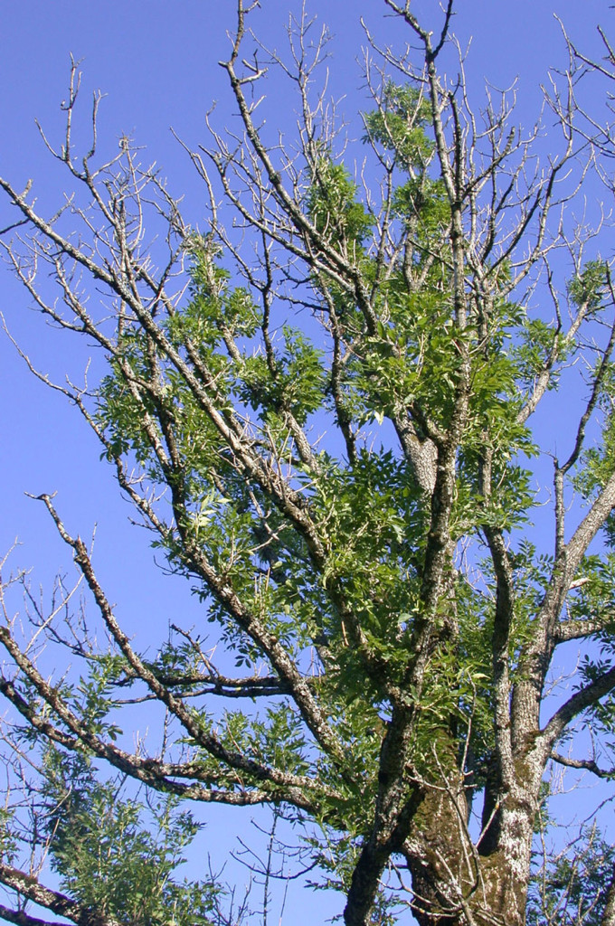 Ash die back damage on a large Ash tree. Canopy is bare, with weaker regrowth trying to take its place