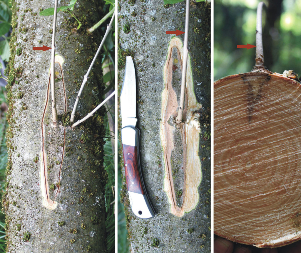 ash-dieback-dead-shoot-impact-on-trunk