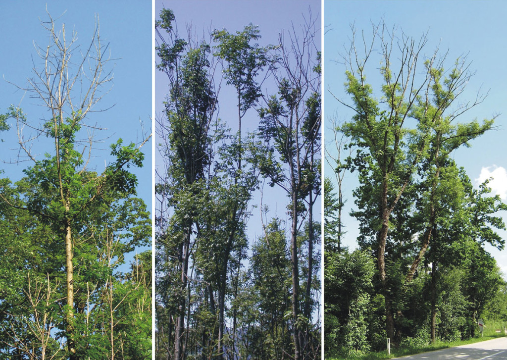 Three trees of different ages all with ash dieback disease causing bare upper canopies
