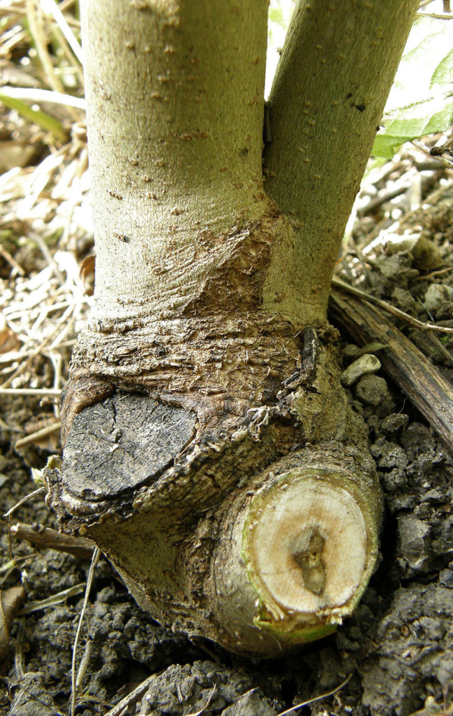 Cross-sections of dead wood show how far into the trunk necrotic lesions reach