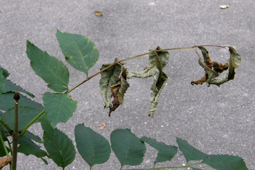 Wilting dying Ash leaves