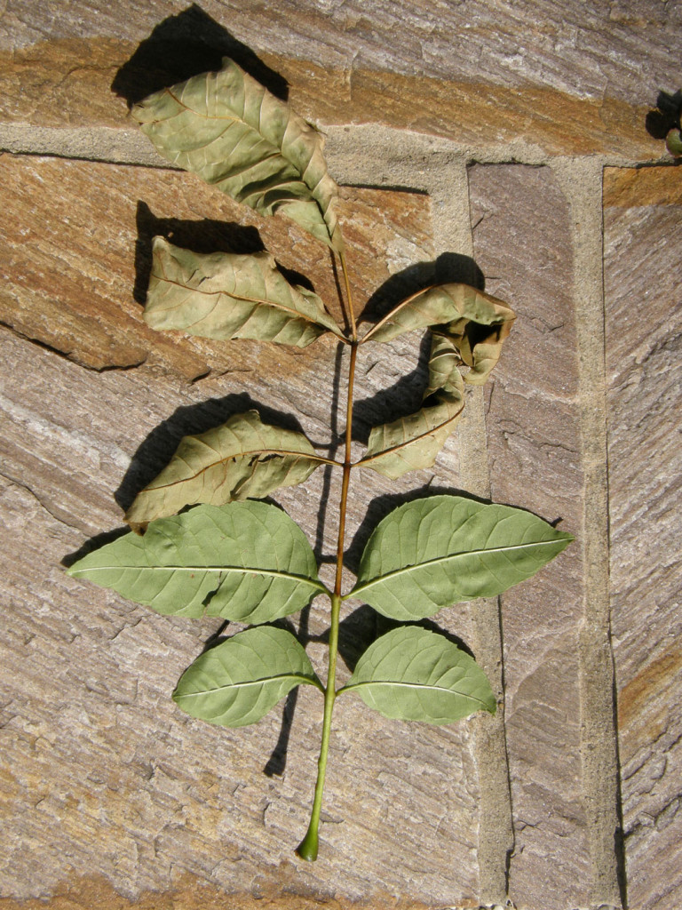 Dry dead Ash leaves at the end of the leaf stem with living leaves at the base