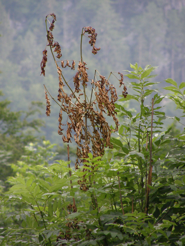 Dead dry Ash leaves in the canopy, similar to Autumn but during the summer.