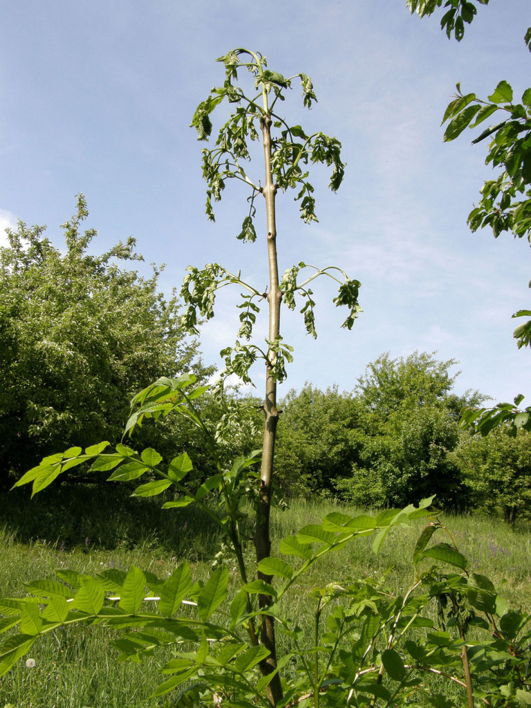 Wilting dying Ash leaves