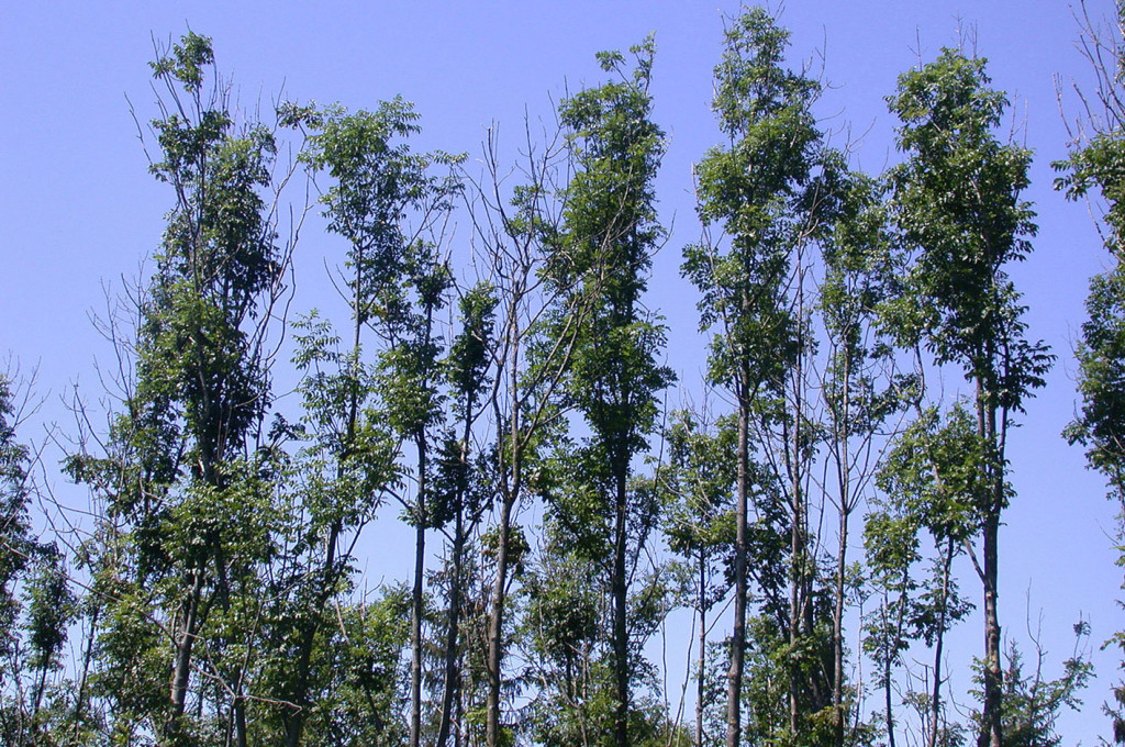 Row of damaged ash trees, showing how some are almost dead but others are only a little affected.