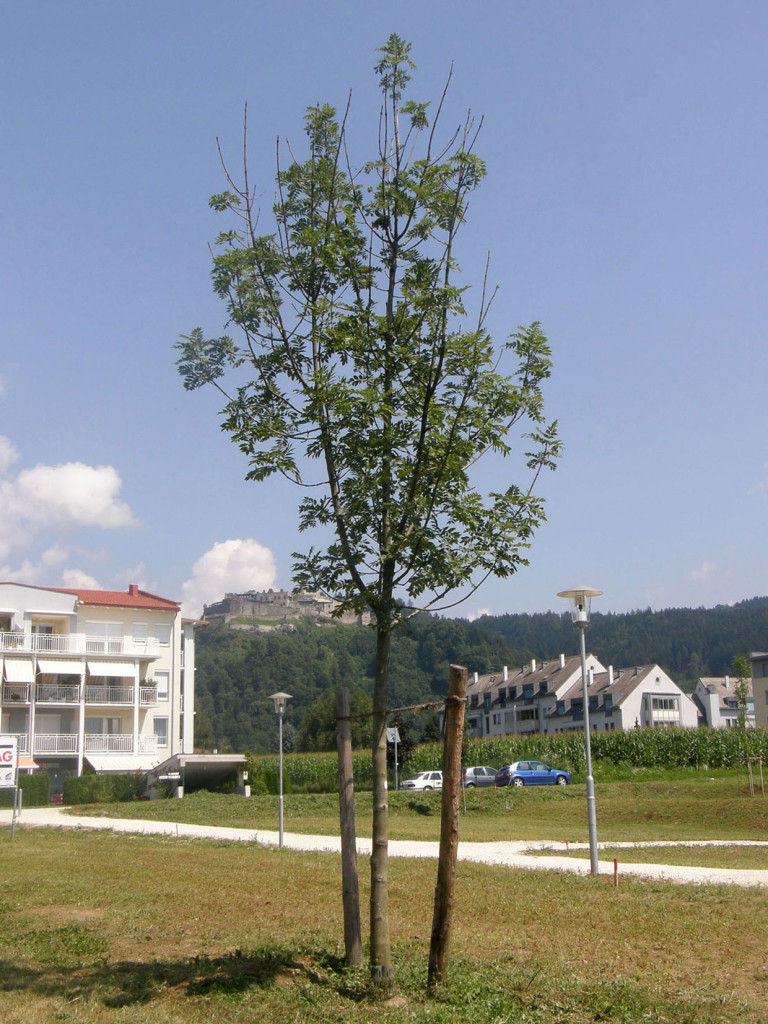 Young tree with ash dieback disease