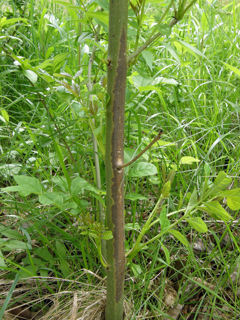 Identify Ash Die Back Disease on new bark, a brown stain on the green new bark