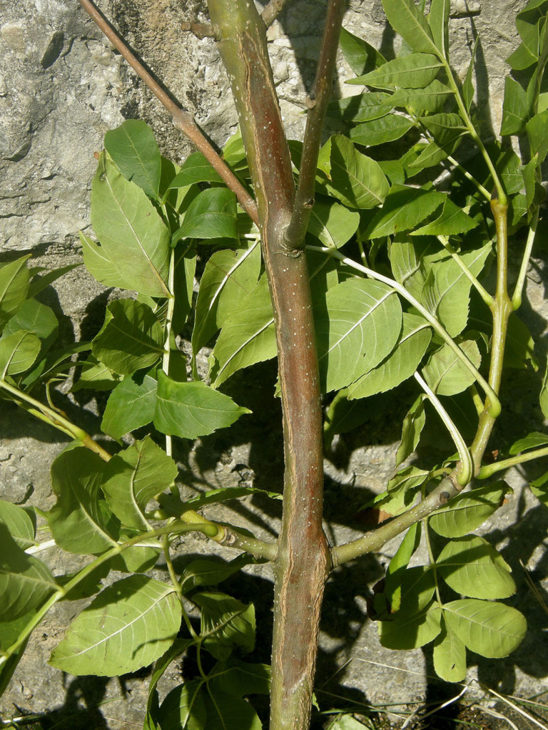 Identify Ash Die Back Disease on new bark, a brown stain on the green new bark