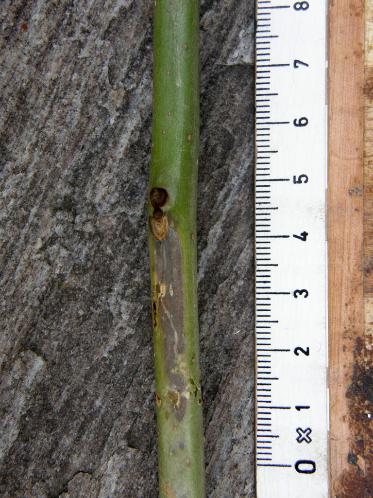 Identify Ash Die Back Disease on new bark, a brown stain on the green new bark