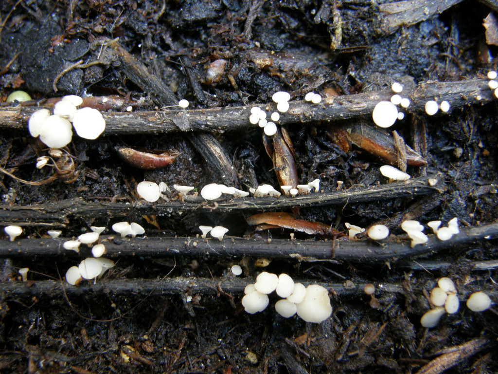 White Hymenoscyphus fraxineus mushrooms on Ash twigs