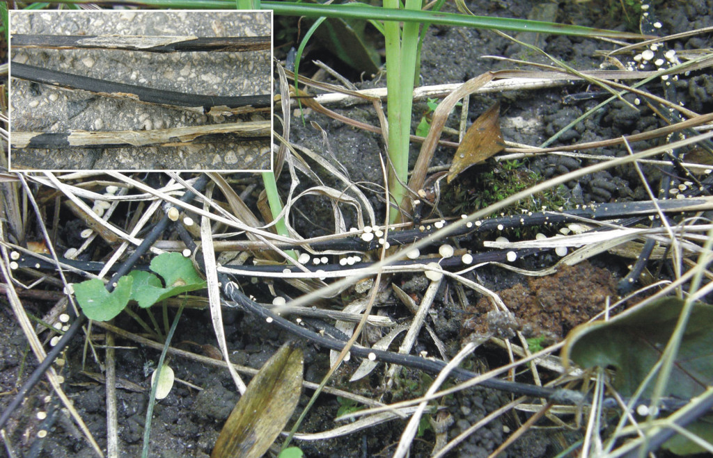 White Hymenoscyphus fraxineus mushrooms on Ash twigs