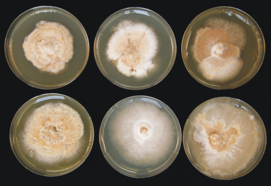 Research cultures of the Chalara fraxinea fungus
