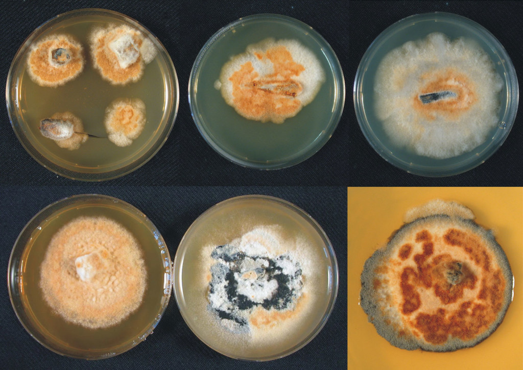 Research cultures of the Chalara fraxinea fungus