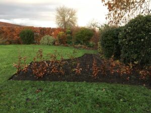 beech hedging