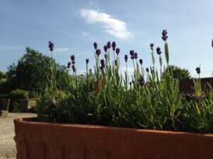 Lavender