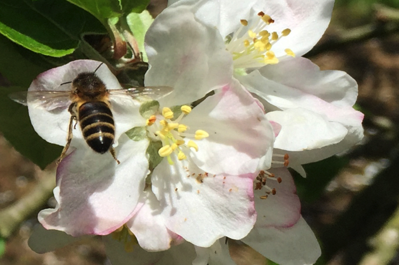 Apple Pollination Groups & Dates Ashridge Blog