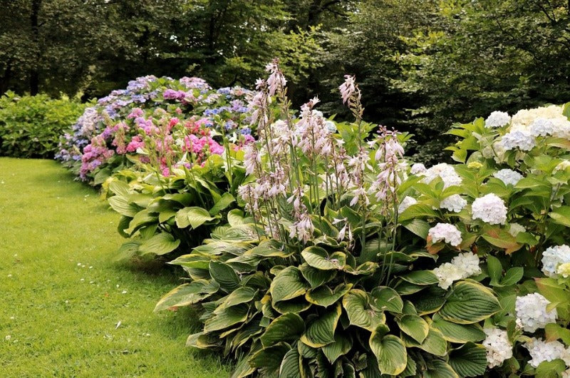 How to use Hostas in the Garden Ashridge Blog