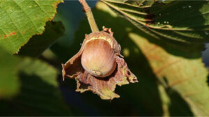 Hazel Plant