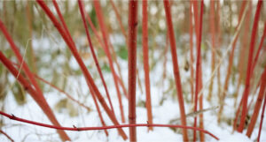 dogwood