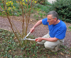 Coppicing