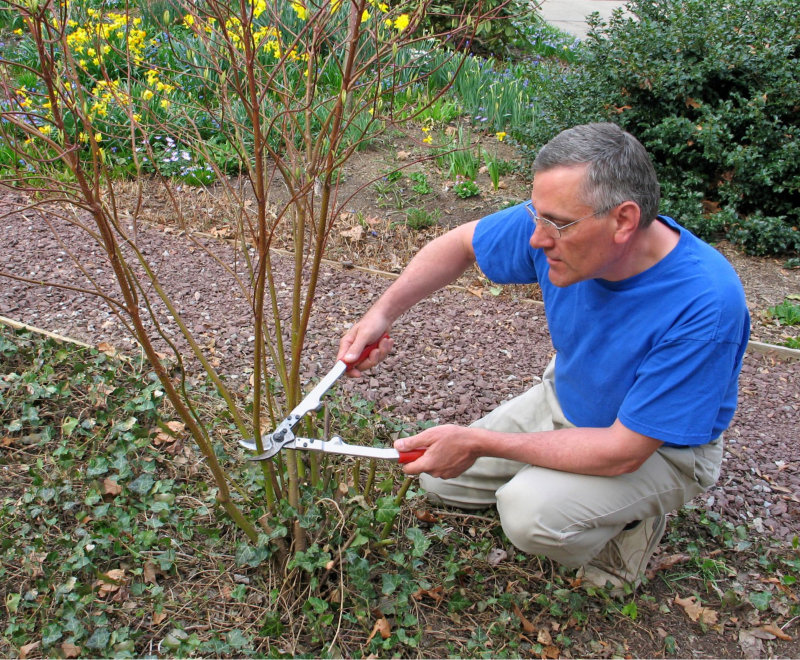 Pruning red-twigged dogwood