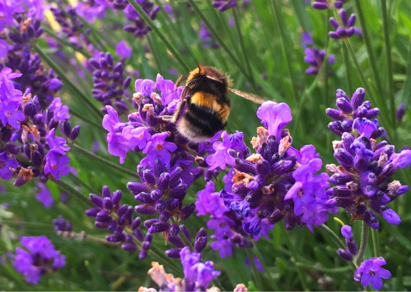 Bumble Bee on Hidcote Lavender
