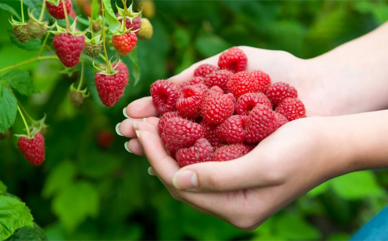 Raspberry picking in July