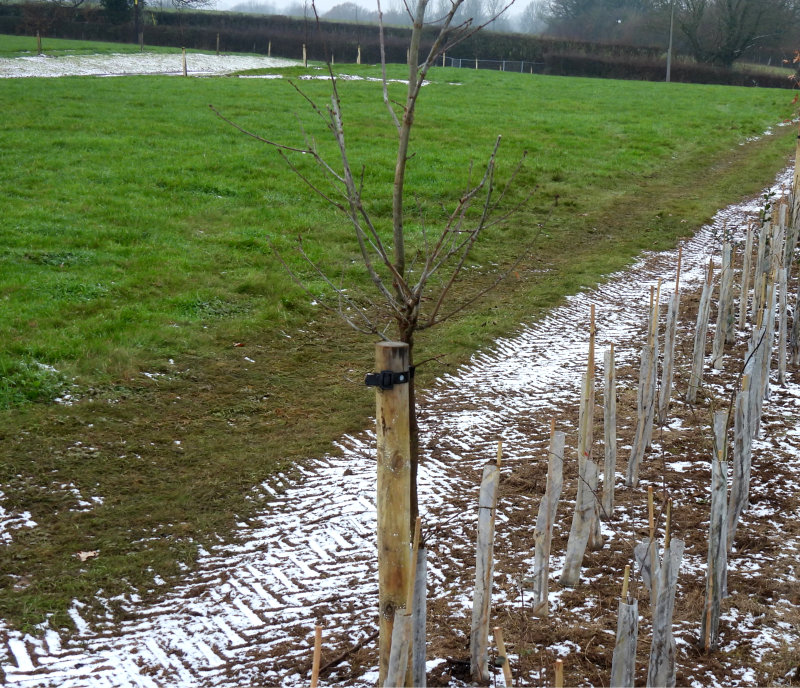Tree planting in winter