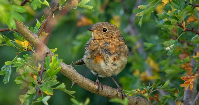 Juvenile Robin enjoying a hawthorn hedge in summer