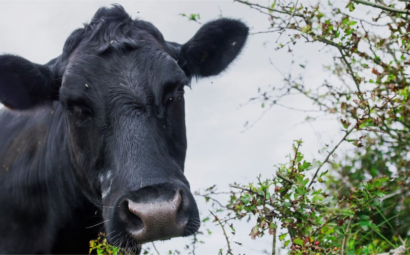 Beautiful black angus cow next to stock friendly hedge