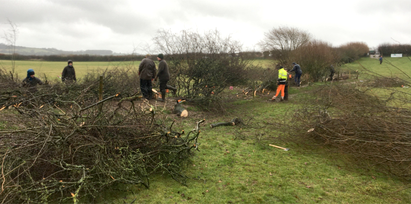 Hedge laying in action