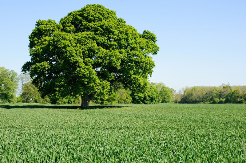 Large Sycamore Tree (Acer pseudoplatanus)