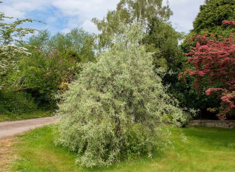 Weeping Ornamental Pear (Pyrus salicifolia Pendula)