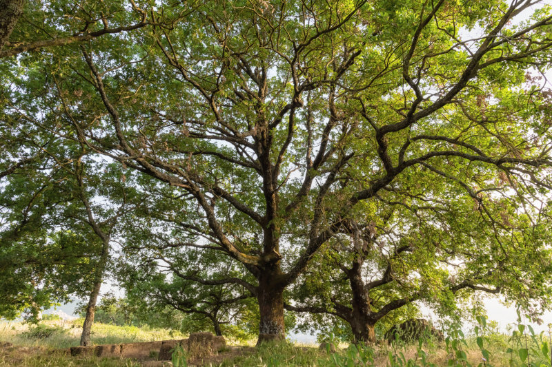 Turkey Oak Trees (Quercus cerris)