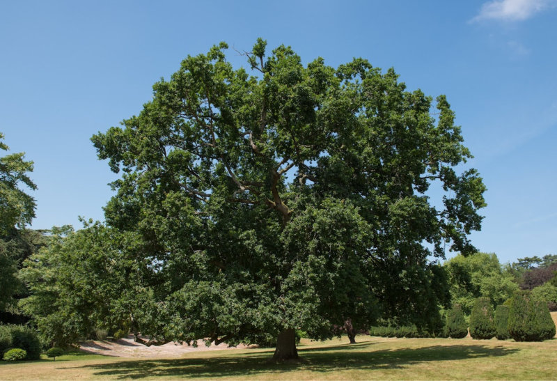 Common English Oak Tree