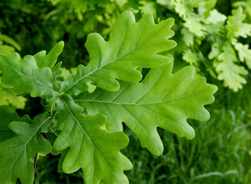 English Oak Leaf