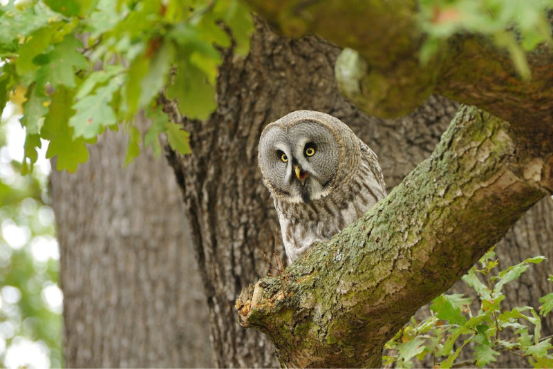 The Great Grey Owl or norge Owl perched on the branch of a Sessile Oak Tree (Quercus petraea)