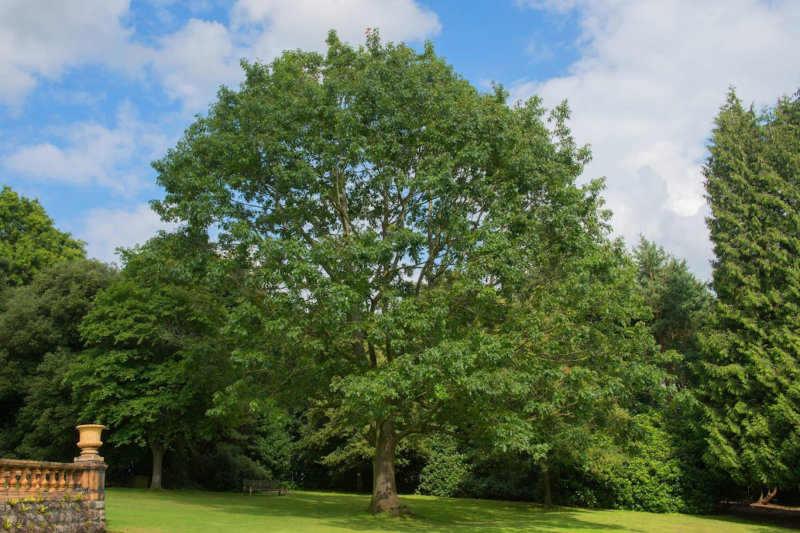 Red Oak Tree (Quercus rubra)