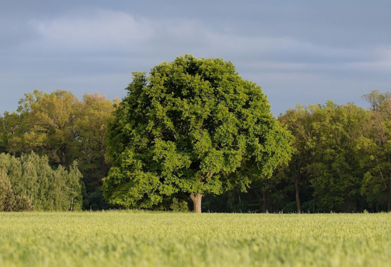 Sessile Oak Tree (Quercus petraea)