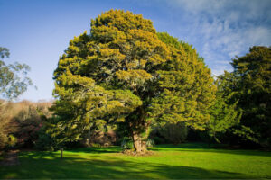 Yew Tree