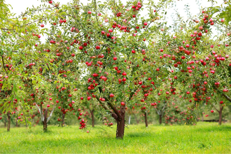 Worcester Pearmain Apple Tree